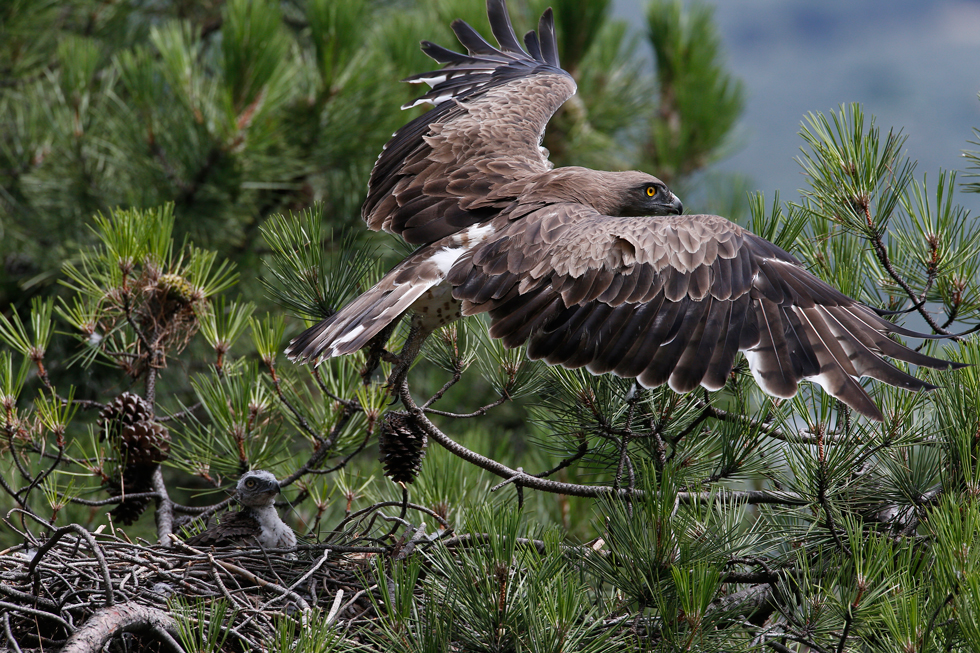 Imagen 30 de la galería de Águila culebrera - Short-toed eagle (Circaetus gallicus)